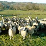 Portway-PICT3696-TophillLanePath+sheep.jpg